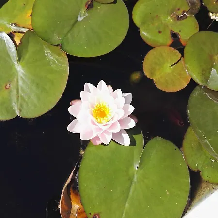 F.erme Renovee Au Milieu D'un Jardin Paysager *